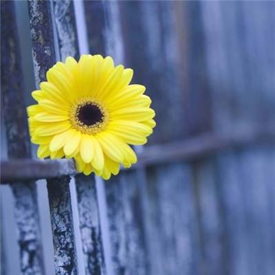 半导综合体育下载