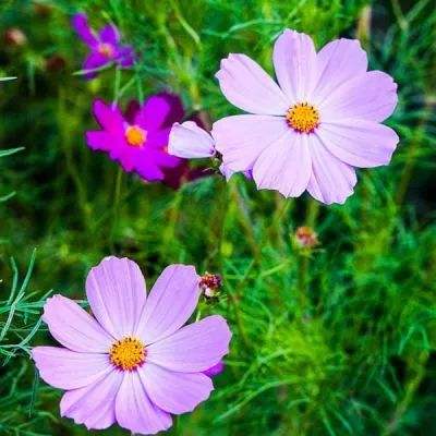 火狐电竞app下载