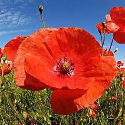 火狐体育APP体育下载手机版